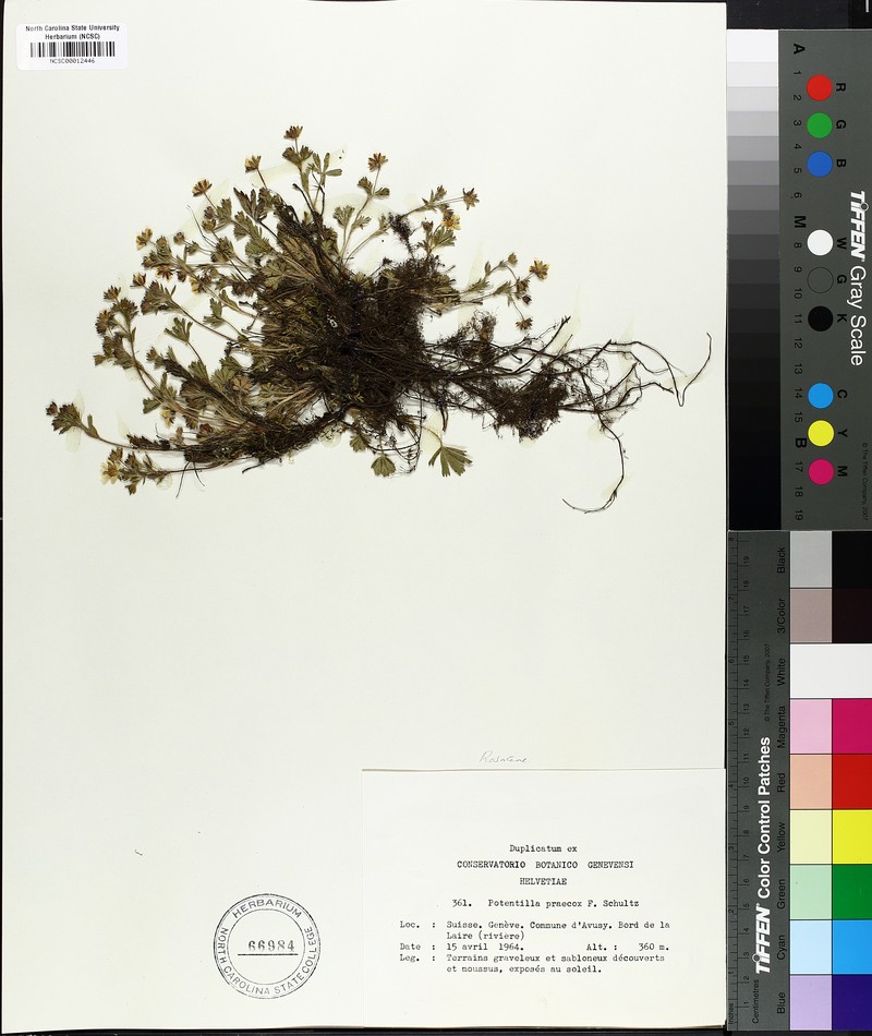 Potentilla praecox photo 2
