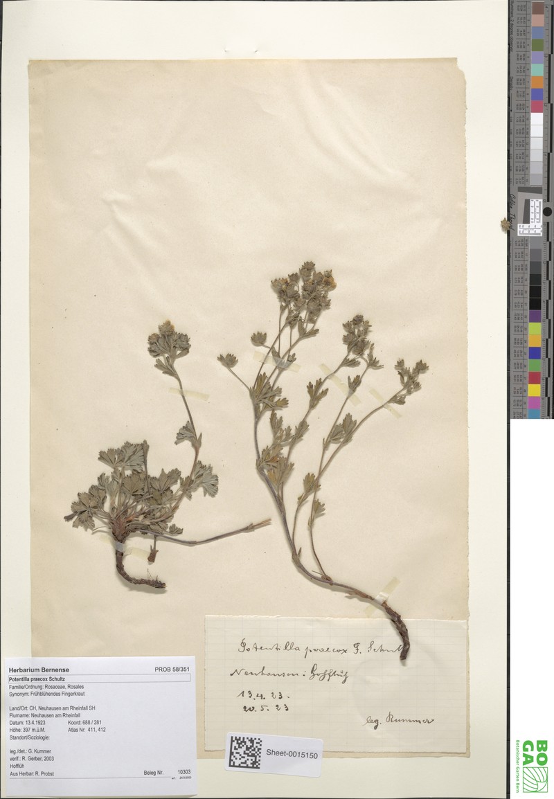 Potentilla praecox photo 3