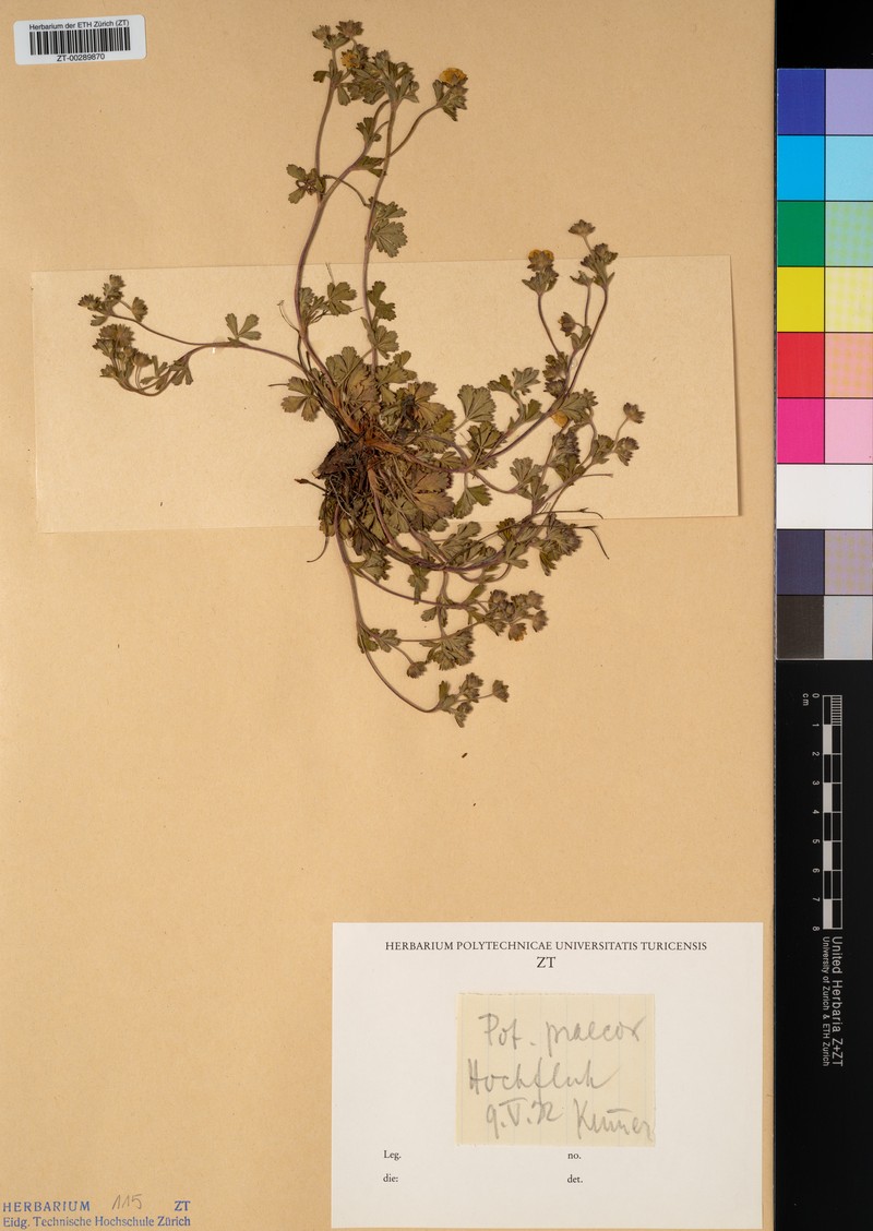 Potentilla praecox photo 4