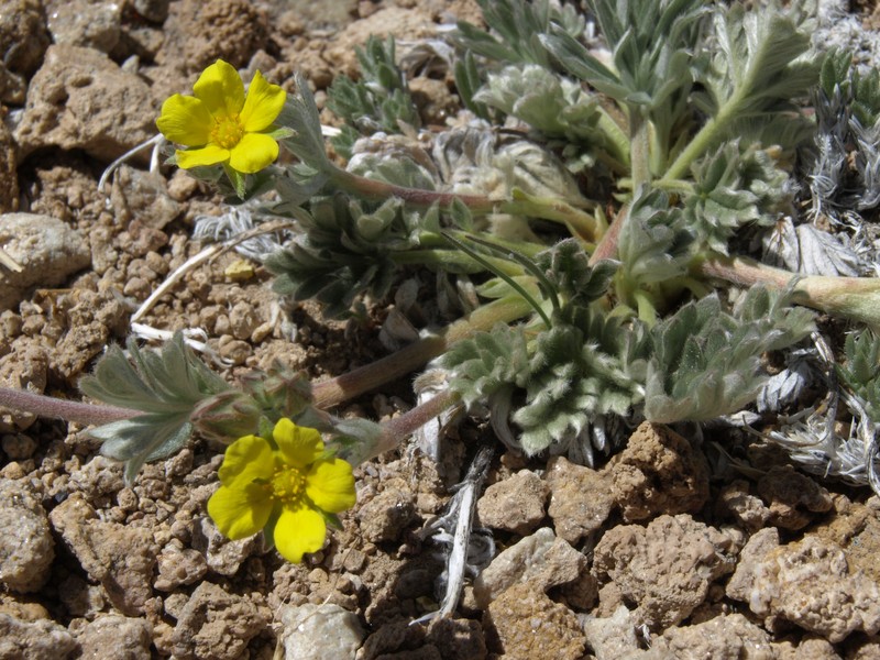 Silky Cinquefoil