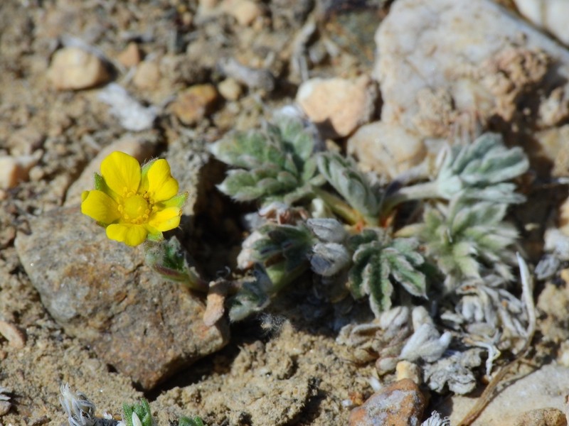 Silky Cinquefoil