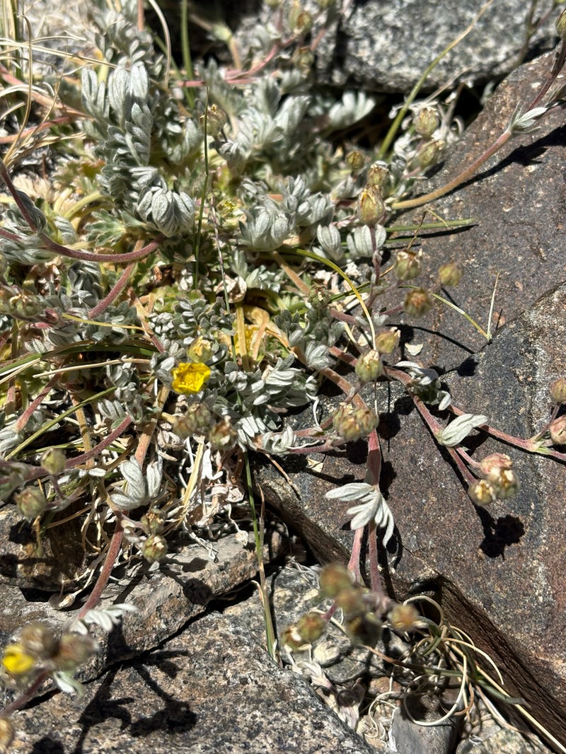Silky Cinquefoil photo 2