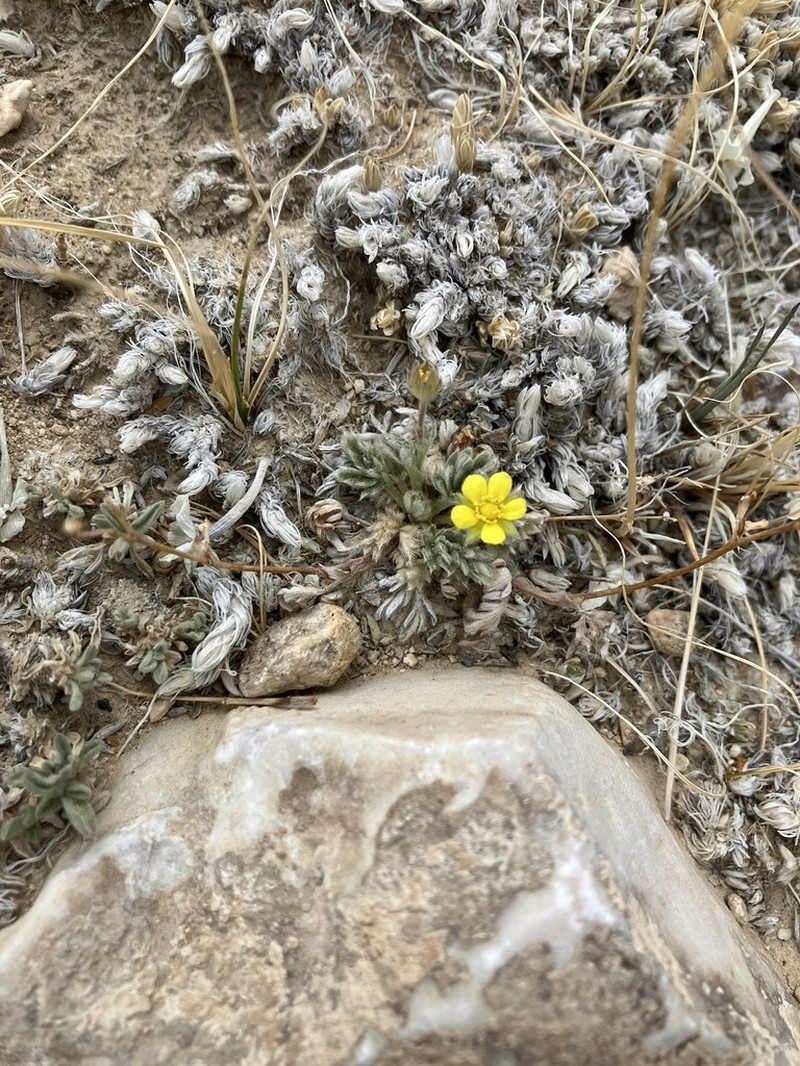 Silky Cinquefoil photo 4