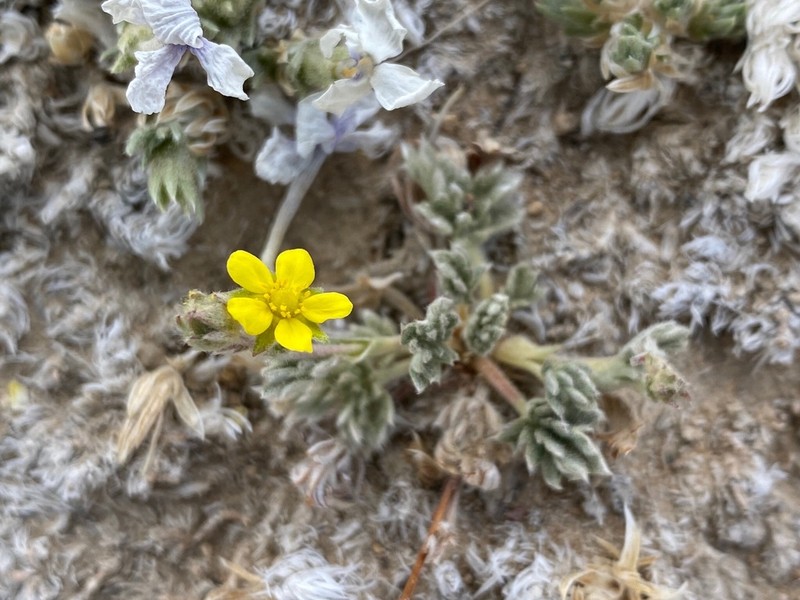 Silky Cinquefoil photo 5