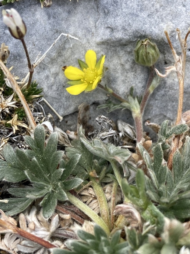 Silky Cinquefoil photo 6