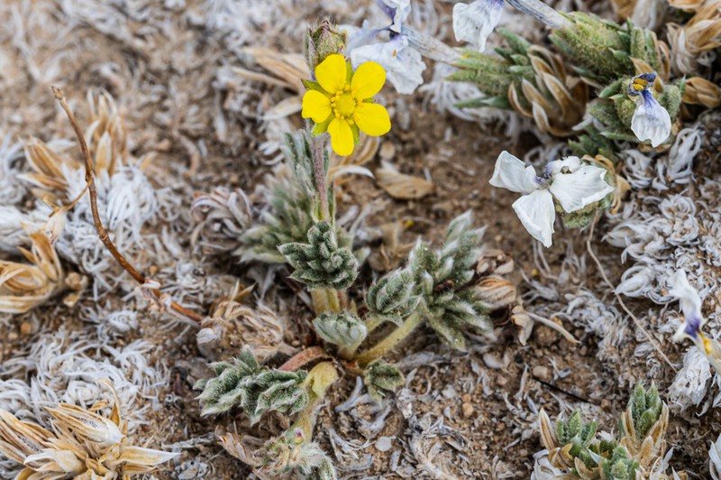 Silky Cinquefoil photo 8