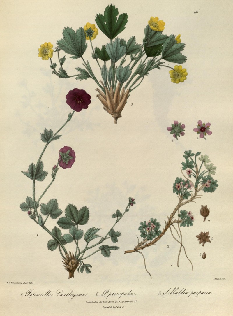 Potentilla pteropoda