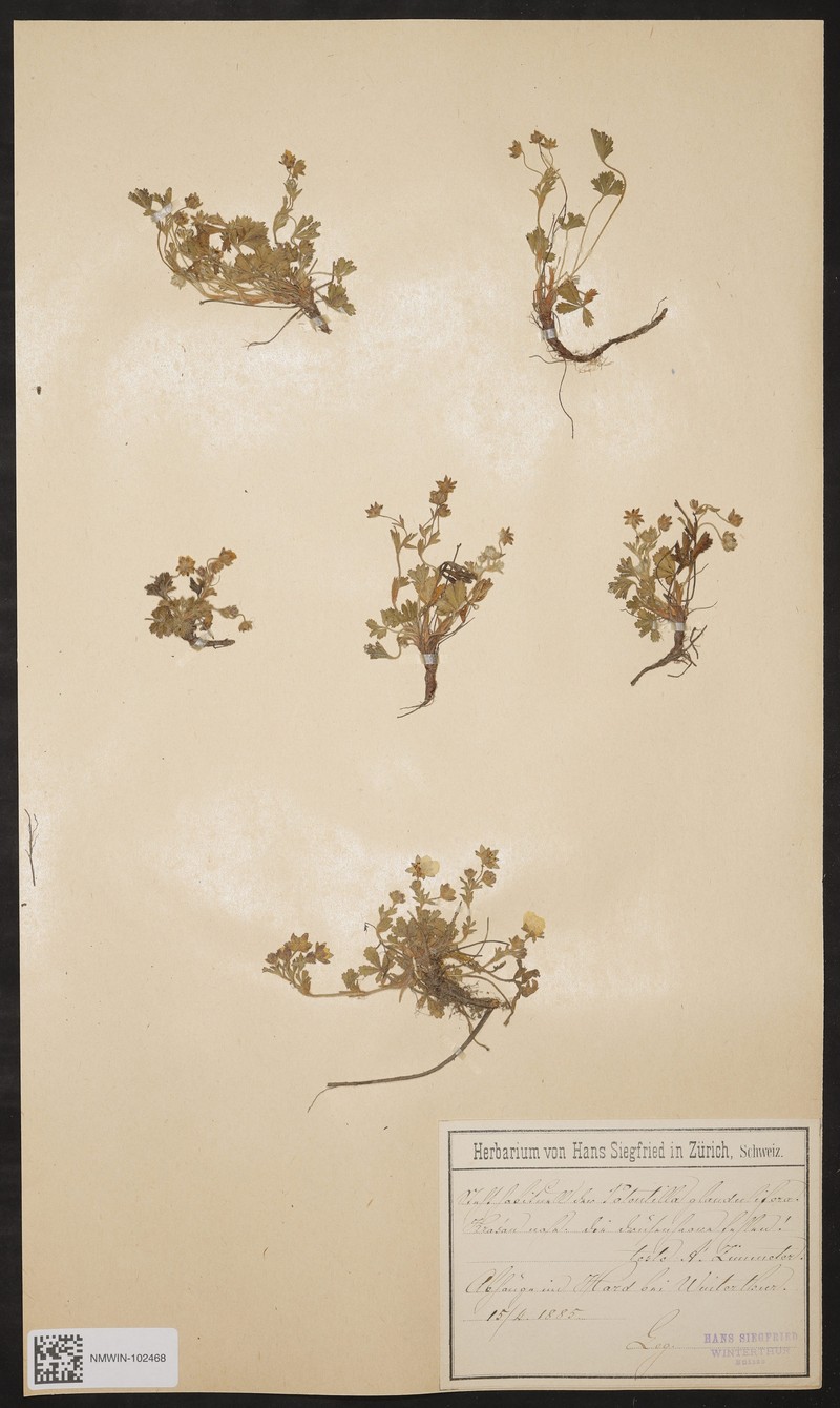 Potentilla puberula