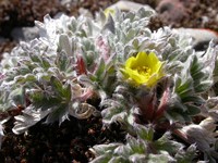 Pretty Cinquefoil