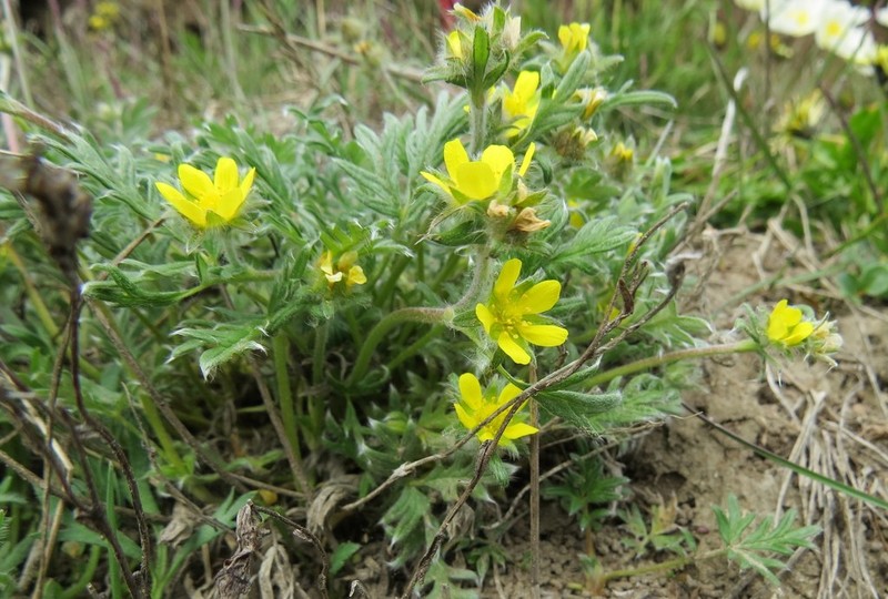 Pretty Cinquefoil photo 2