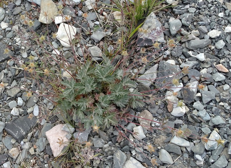 Pretty Cinquefoil photo 3