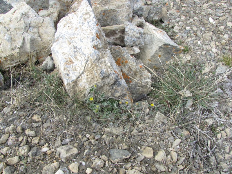 Pretty Cinquefoil photo 4