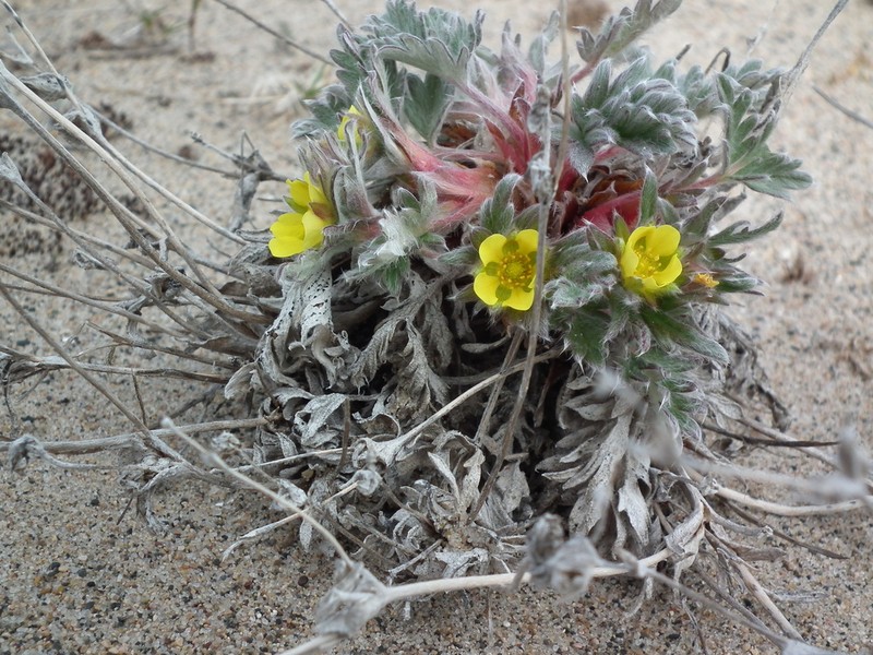 Pretty Cinquefoil photo 5