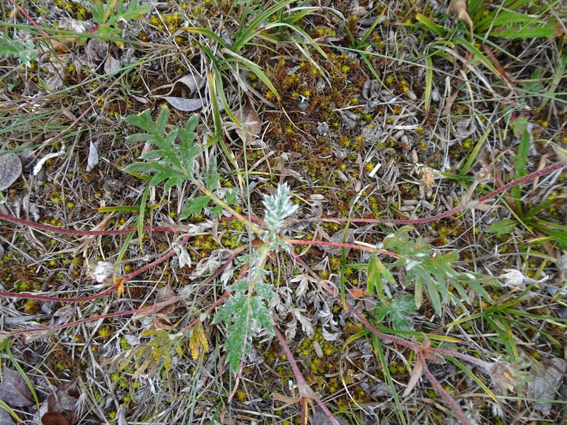Pretty Cinquefoil photo 6