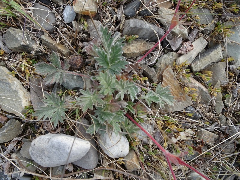 Pretty Cinquefoil photo 7
