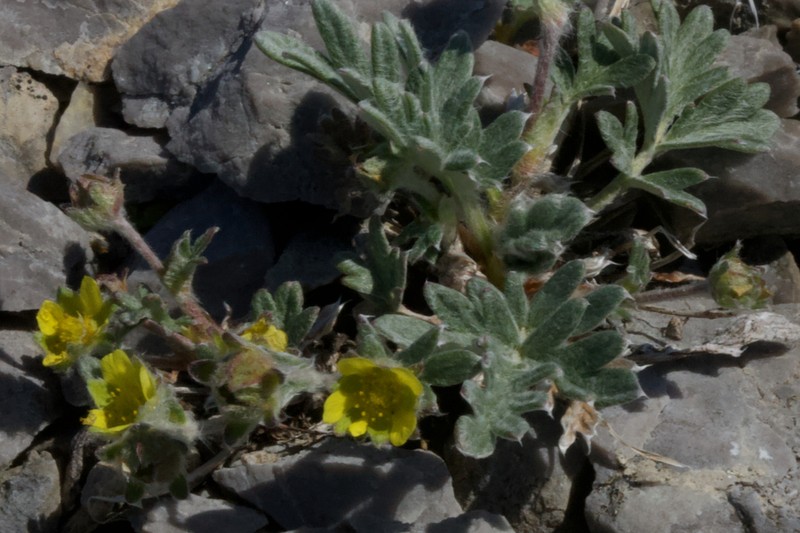 Pretty Cinquefoil photo 8