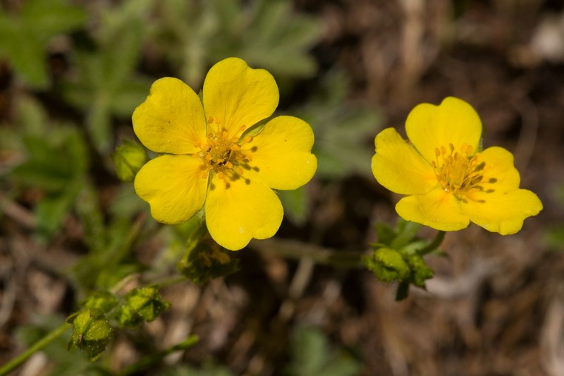 Beautiful Cinquefoil