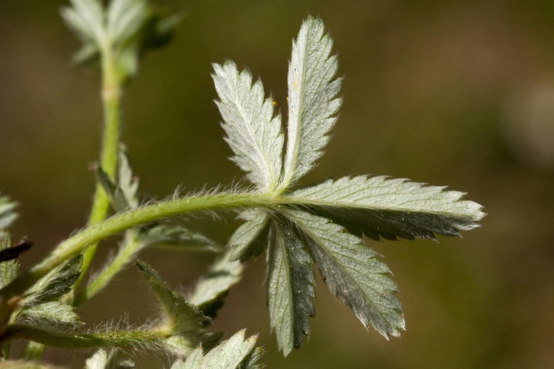 Beautiful Cinquefoil photo 2