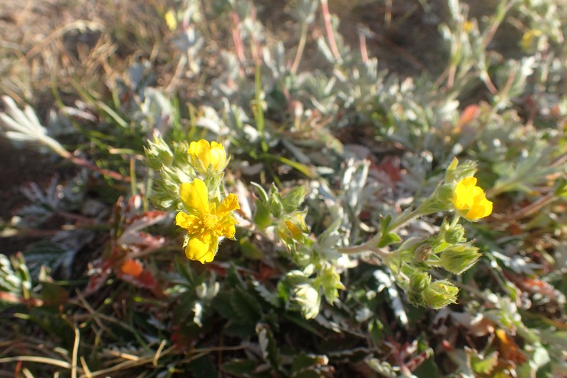 Beautiful Cinquefoil photo 3