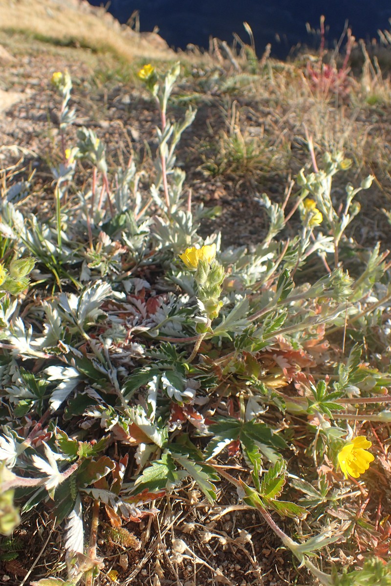 Beautiful Cinquefoil photo 4
