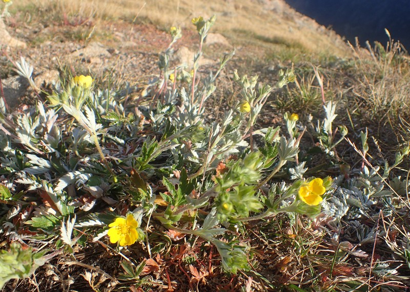 Beautiful Cinquefoil photo 5