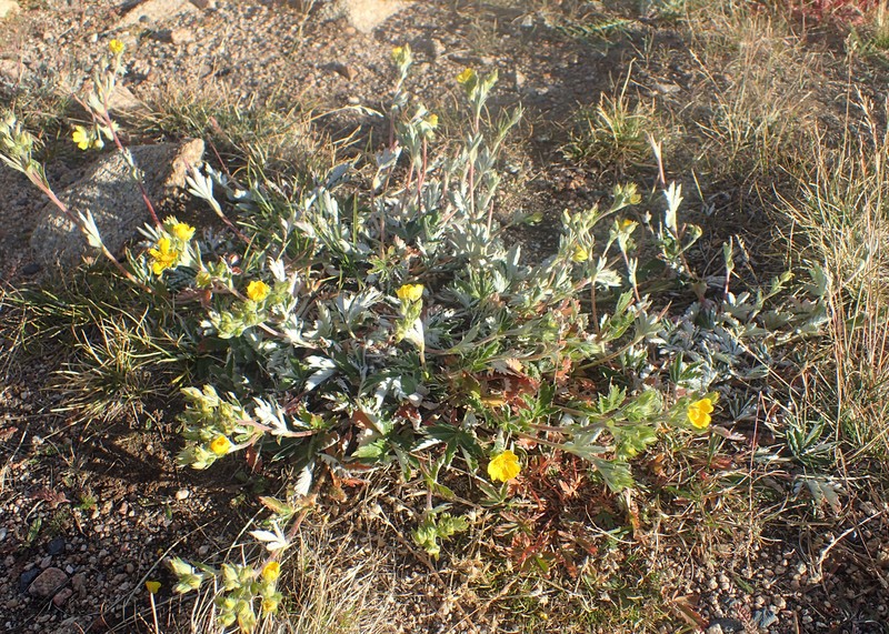 Beautiful Cinquefoil photo 6