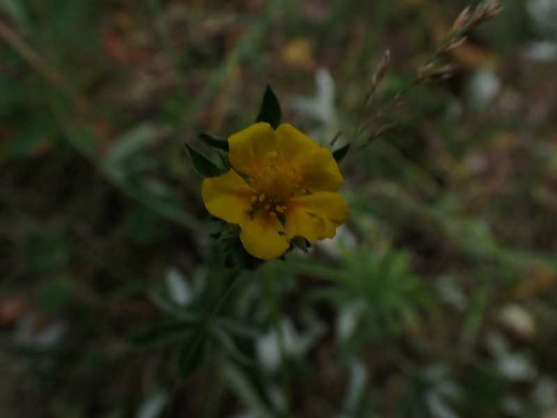 Beautiful Cinquefoil photo 5