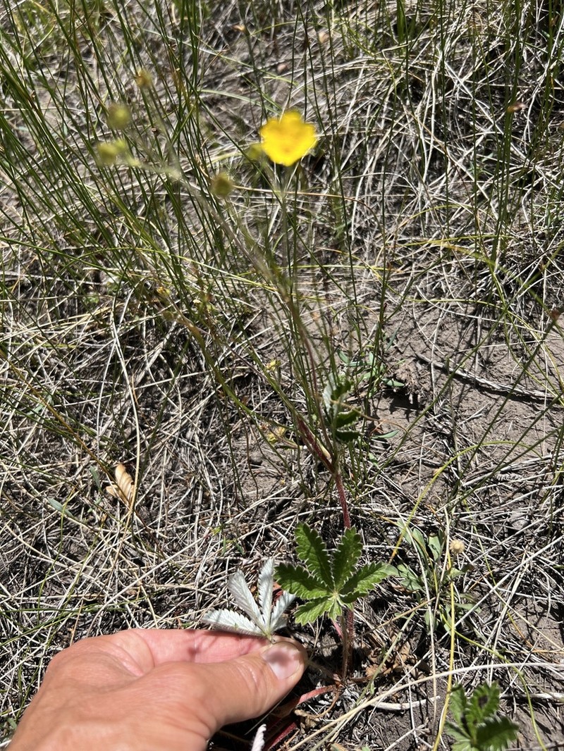 Beautiful Cinquefoil photo 6