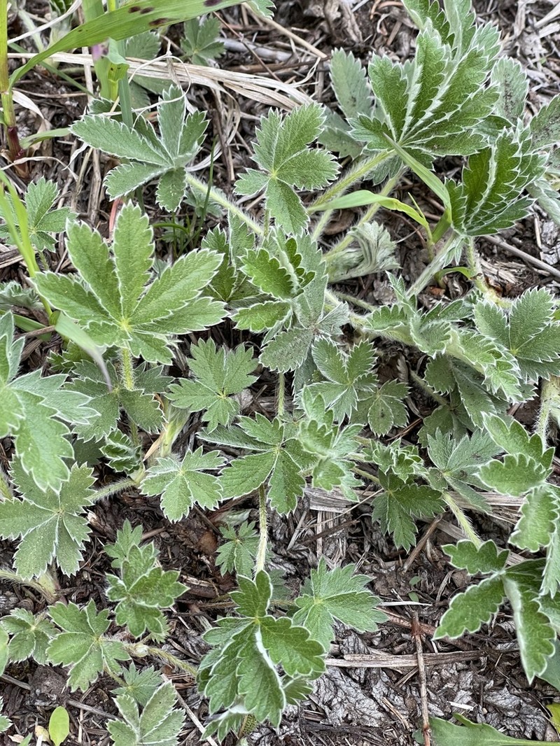 Beautiful Cinquefoil photo 7
