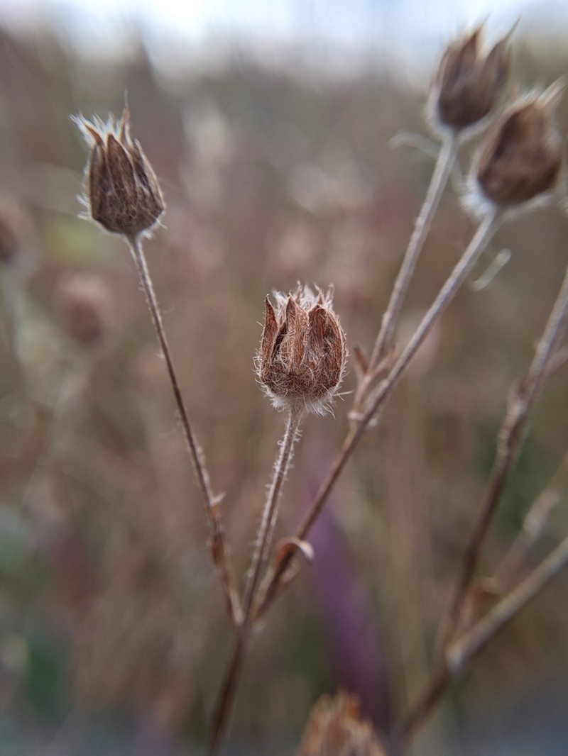 Beautiful Cinquefoil photo 8