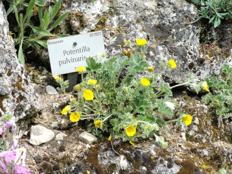 Potentilla pulvinaris