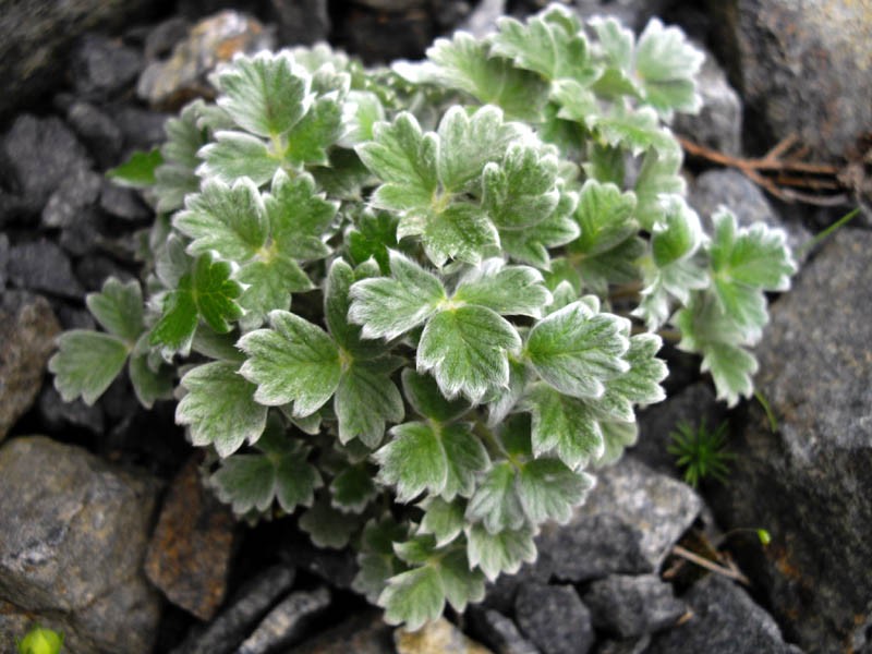Potentilla pulvinaris photo 2