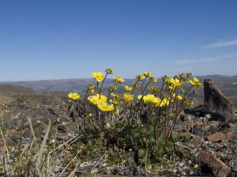 Potentilla pulviniformis