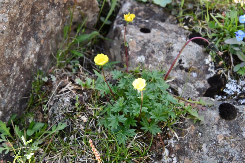 Potentilla pulviniformis photo 2