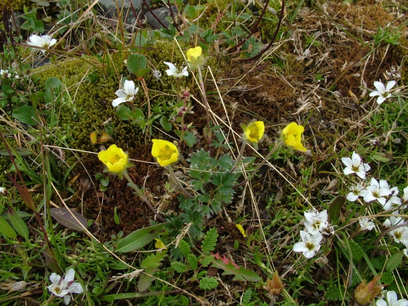 Potentilla pulviniformis photo 3