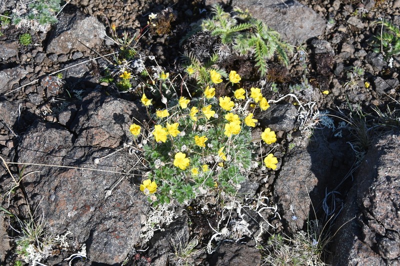 Potentilla pulviniformis photo 4