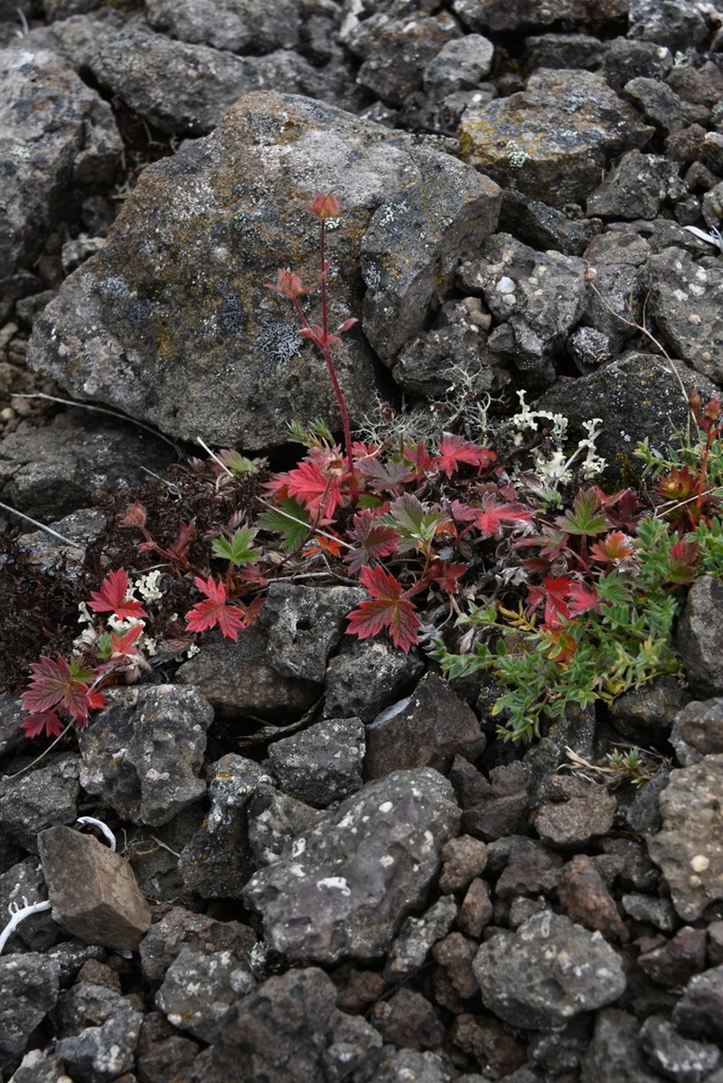 Potentilla pulviniformis photo 5