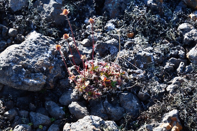 Potentilla pulviniformis photo 6