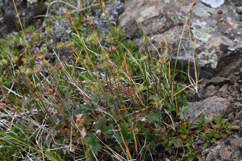 Potentilla pulviniformis photo 7