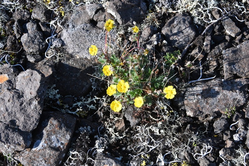 Potentilla pulviniformis photo 8