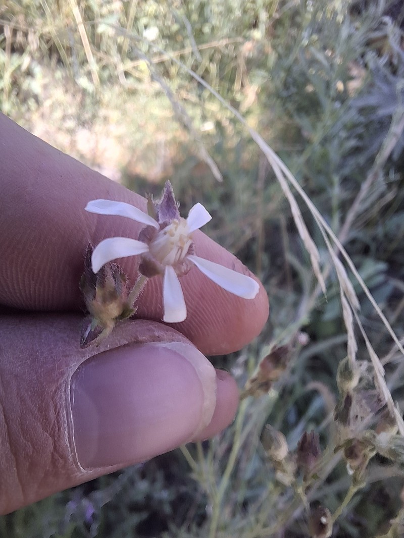 Purple False Horkelia