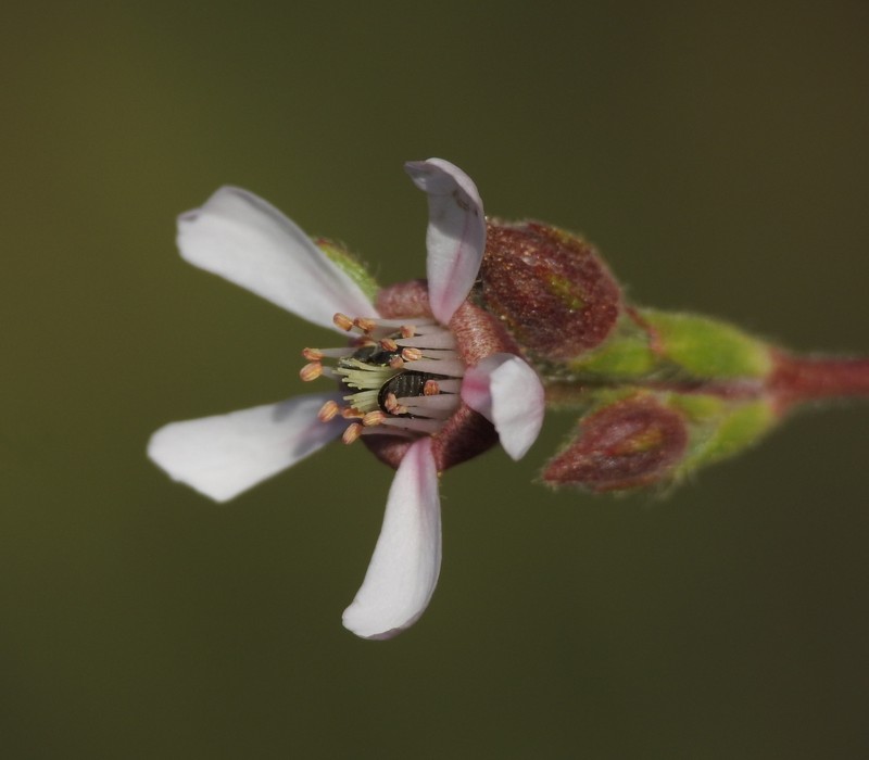 Purple False Horkelia photo 5