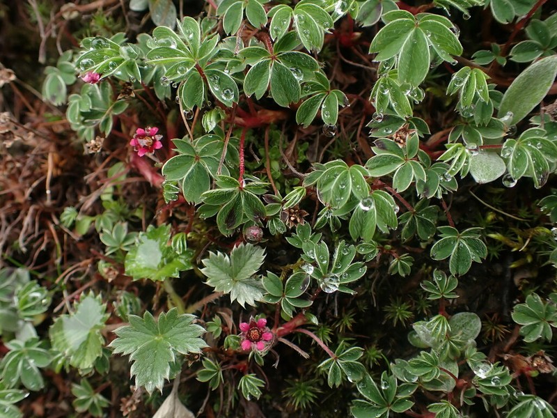 Potentilla purpurea