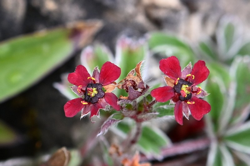 Potentilla purpurea photo 2