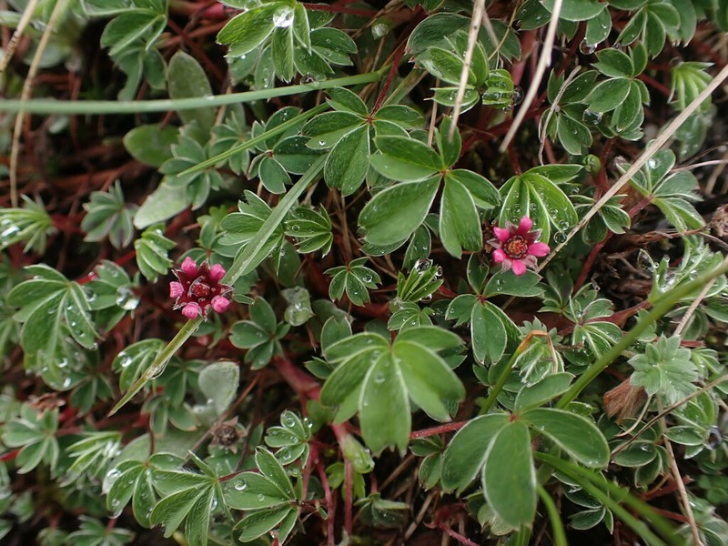 Potentilla purpurea photo 3