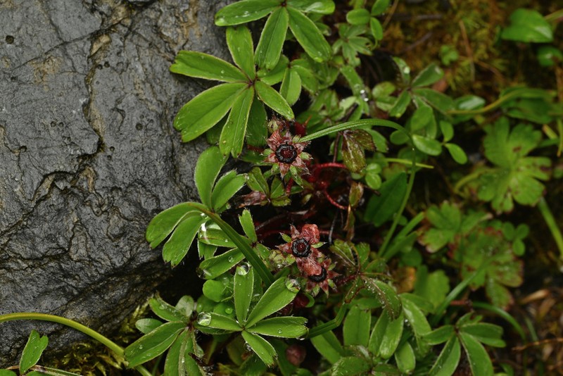 Potentilla purpurea photo 4