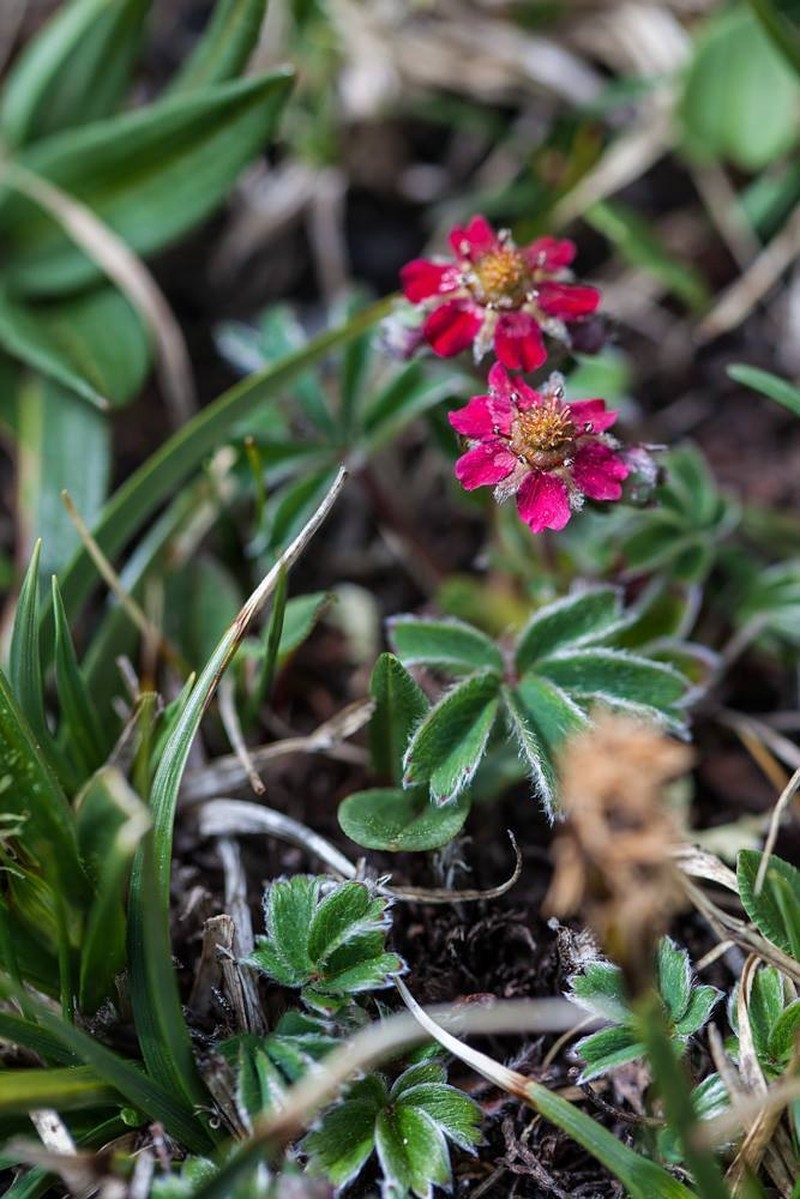 Potentilla purpurea photo 5