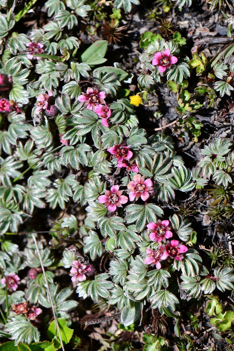 Potentilla purpurea photo 6