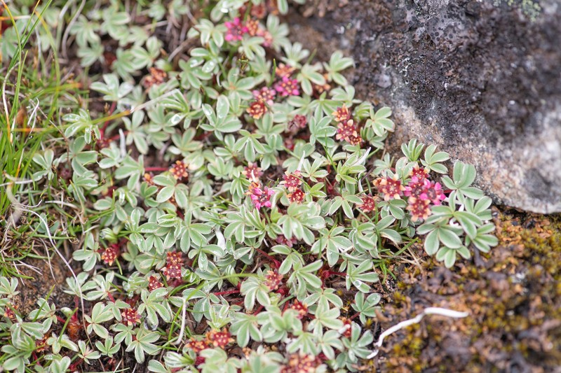 Potentilla purpurea photo 7