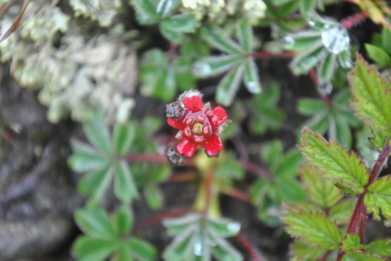 Potentilla purpurea photo 8